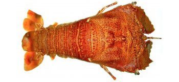 Moreton Bay Bug
