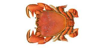 Spanner Crab